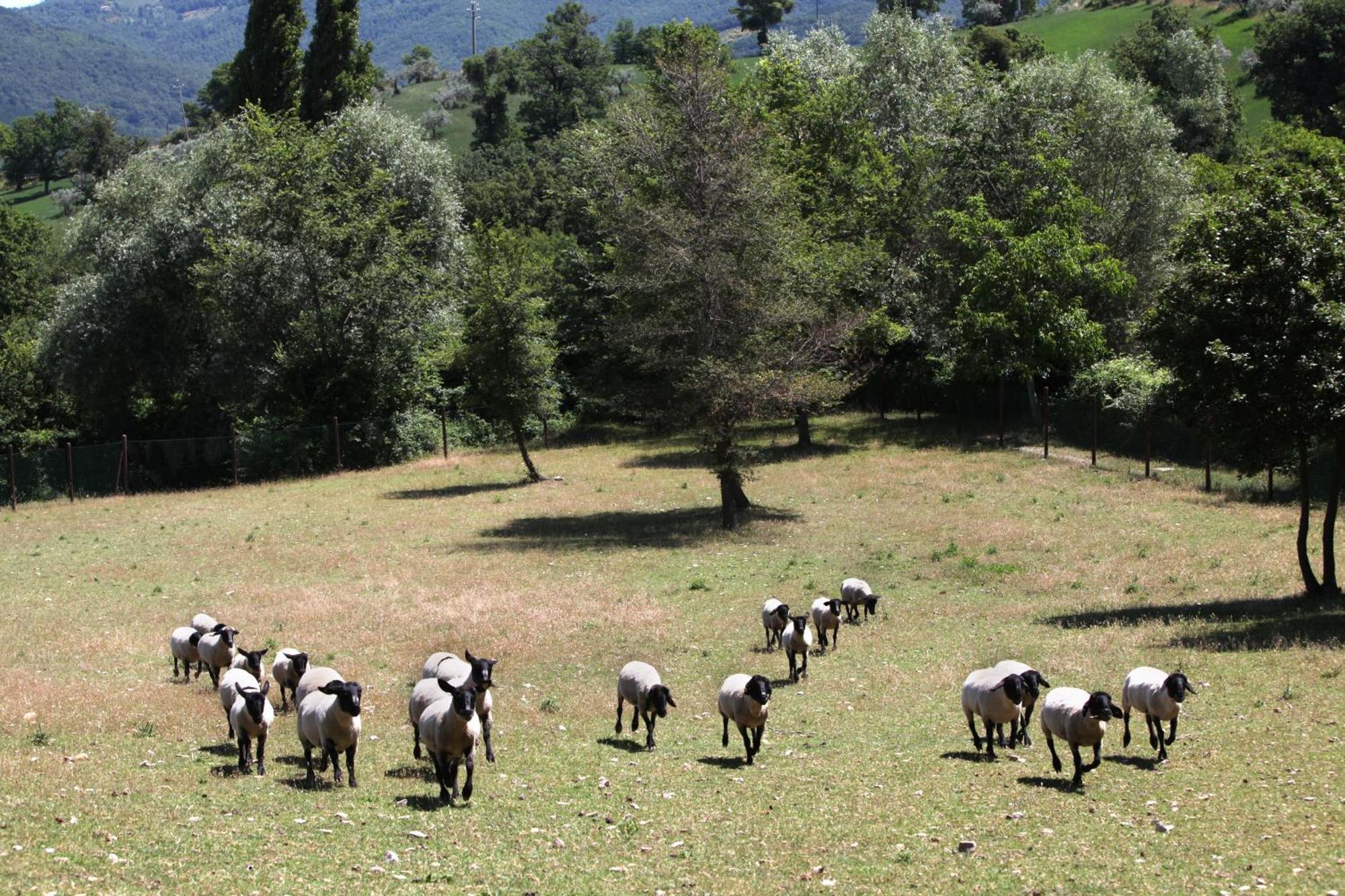 Agriturismo Il Castello Assisi Ngoại thất bức ảnh