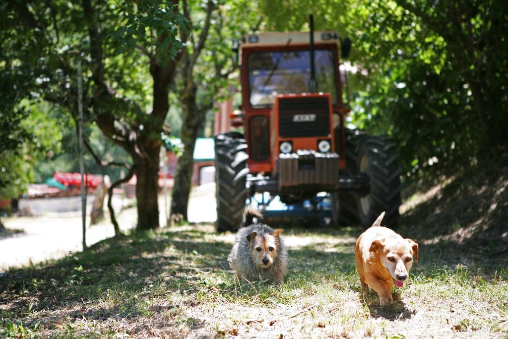 Agriturismo Il Castello Assisi Ngoại thất bức ảnh